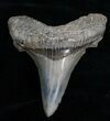 Sharp Inch Angustiden Tooth - Pre Megalodon #4318-1
